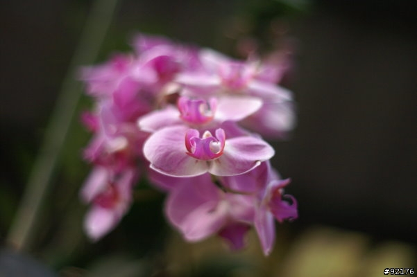 Minolta 50mm f1.4一代鏡與Minolta 50mm f1.7一代鏡對決