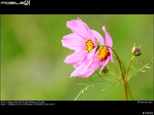 補Nikon AF-S 80-200mm F2.8D小黑四拍攝的真相