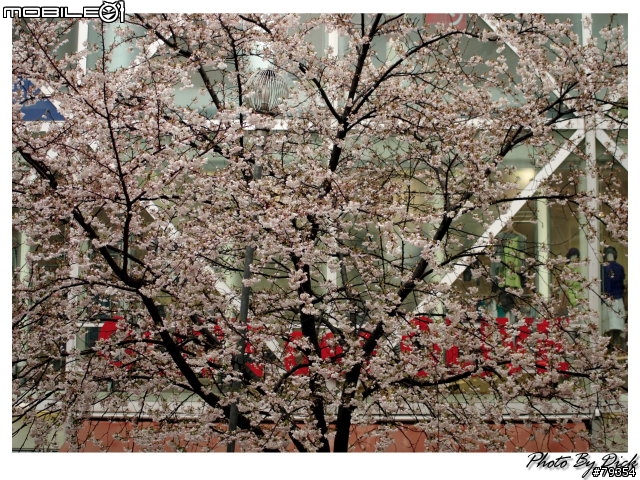 京都 櫻旅