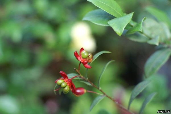 Minolta 50mm f1.4一代鏡與Minolta 50mm f1.7一代鏡對決