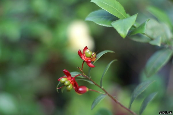 Minolta 50mm f1.4一代鏡與Minolta 50mm f1.7一代鏡對決