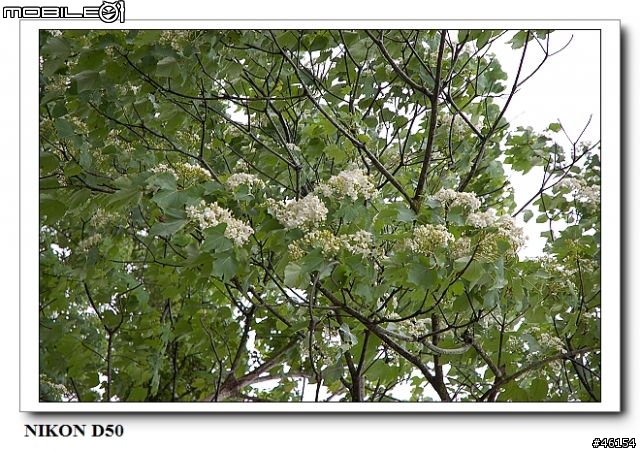 新竹獅頭山的油桐花慘案