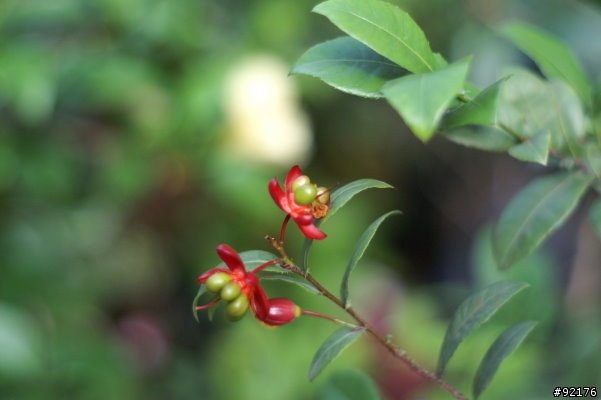 Minolta 50mm f1.4一代鏡與Minolta 50mm f1.7一代鏡對決
