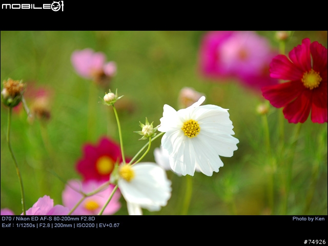 補Nikon AF-S 80-200mm F2.8D小黑四拍攝的真相