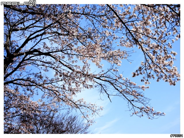 京都 櫻旅