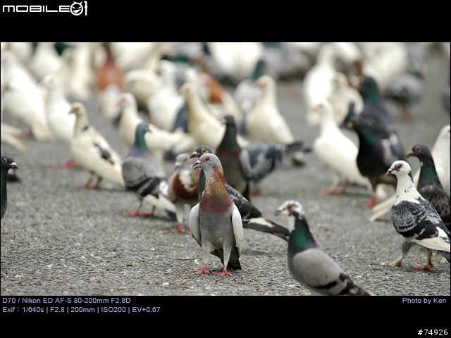 補Nikon AF-S 80-200mm F2.8D小黑四拍攝的真相