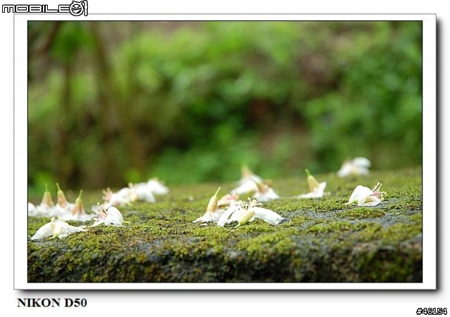 新竹獅頭山的油桐花慘案