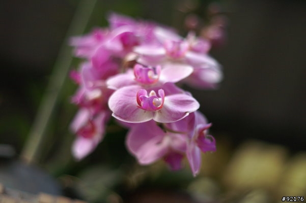 Minolta 50mm f1.4一代鏡與Minolta 50mm f1.7一代鏡對決