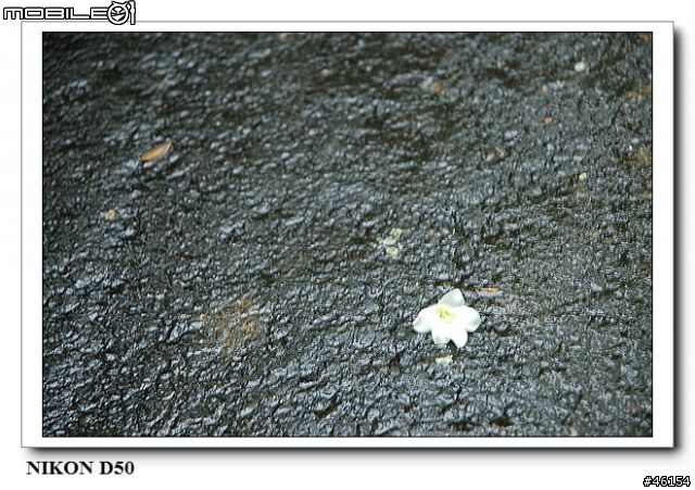 新竹獅頭山的油桐花慘案