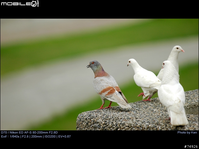 補Nikon AF-S 80-200mm F2.8D小黑四拍攝的真相