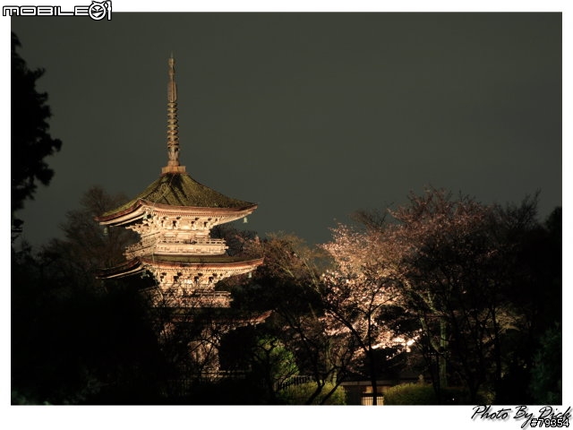 京都 櫻旅