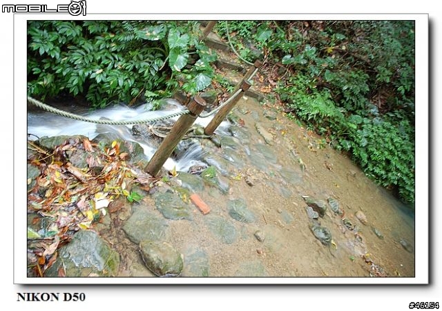 新竹獅頭山的油桐花慘案