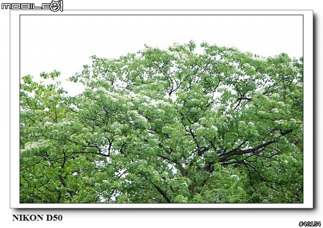 新竹獅頭山的油桐花慘案