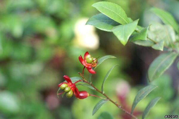 Minolta 50mm f1.4一代鏡與Minolta 50mm f1.7一代鏡對決