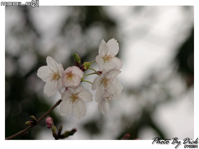 京都 櫻旅