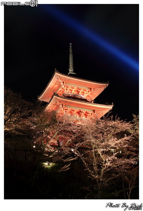 京都 櫻旅