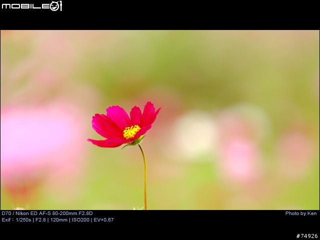 補Nikon AF-S 80-200mm F2.8D小黑四拍攝的真相