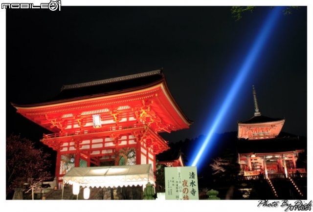 京都 櫻旅