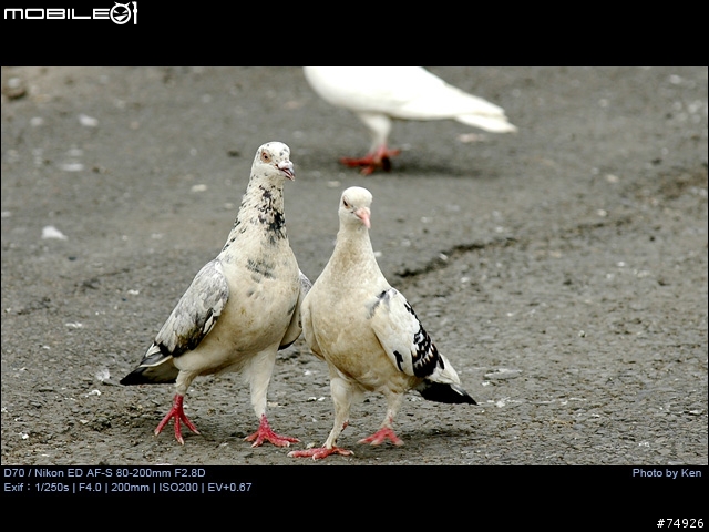 補Nikon AF-S 80-200mm F2.8D小黑四拍攝的真相