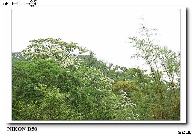 新竹獅頭山的油桐花慘案