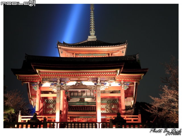 京都 櫻旅
