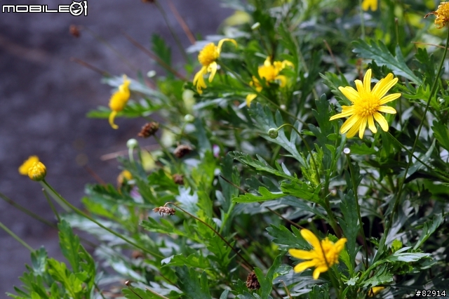 [分享]定焦鏡 Nikkor AF 85mm F1.8D 試拍