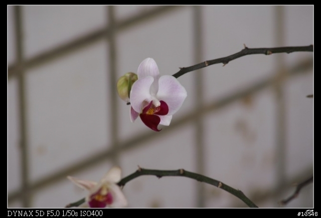[分享]Minolta 當家白鏡前代目 80-200mm APO F2.8G