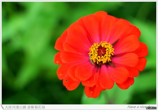 (Canon 350D) 大佳河濱公園的波斯菊花海