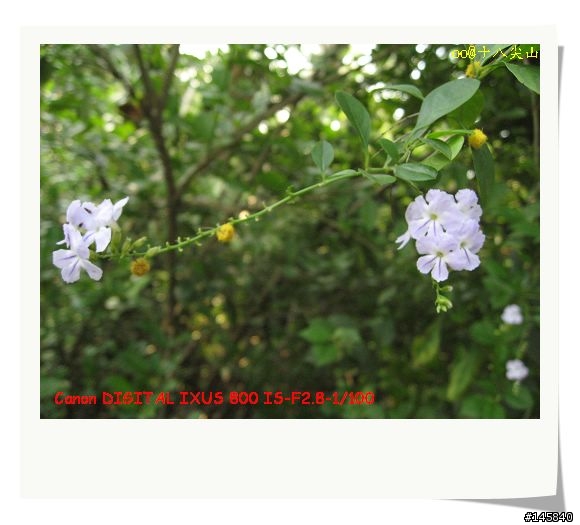 [分享]Cannon IXUS 800 IS 試拍