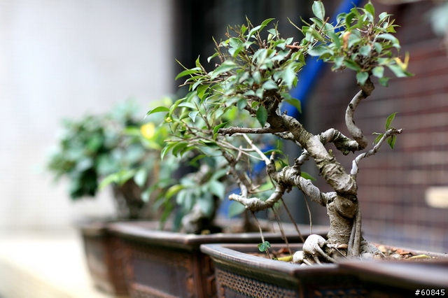 [分享]我中了一顆 Canon 85mm 1.2L