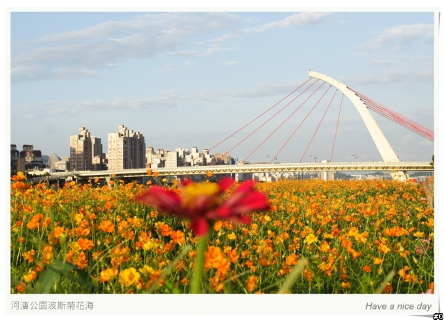 (Canon 350D) 大佳河濱公園的波斯菊花海