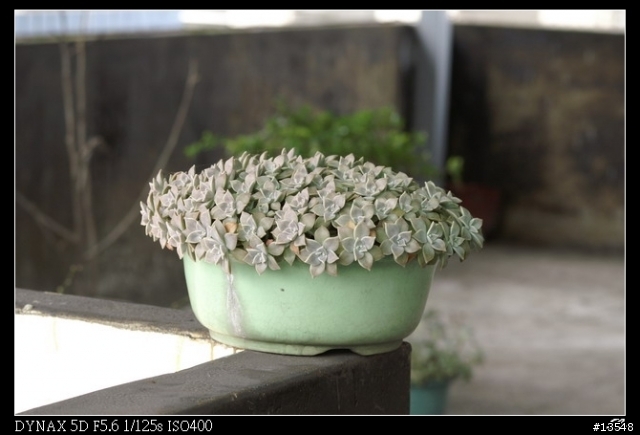 [分享]Minolta 當家白鏡前代目 80-200mm APO F2.8G