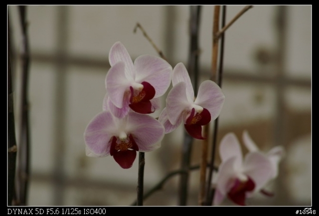 [分享]Minolta 當家白鏡前代目 80-200mm APO F2.8G