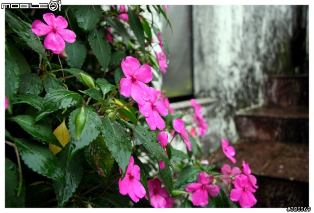 【分享】傳說中的倚天劍→Canon EF-S 17-85mm F4-5.6 IS U 。
