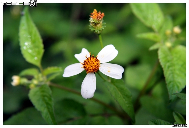 【分享】傳說中的倚天劍→Canon EF-S 17-85mm F4-5.6 IS U 。