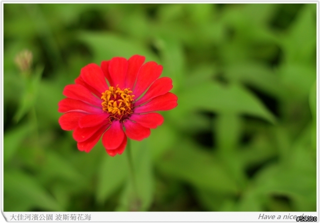 (Canon 350D) 大佳河濱公園的波斯菊花海