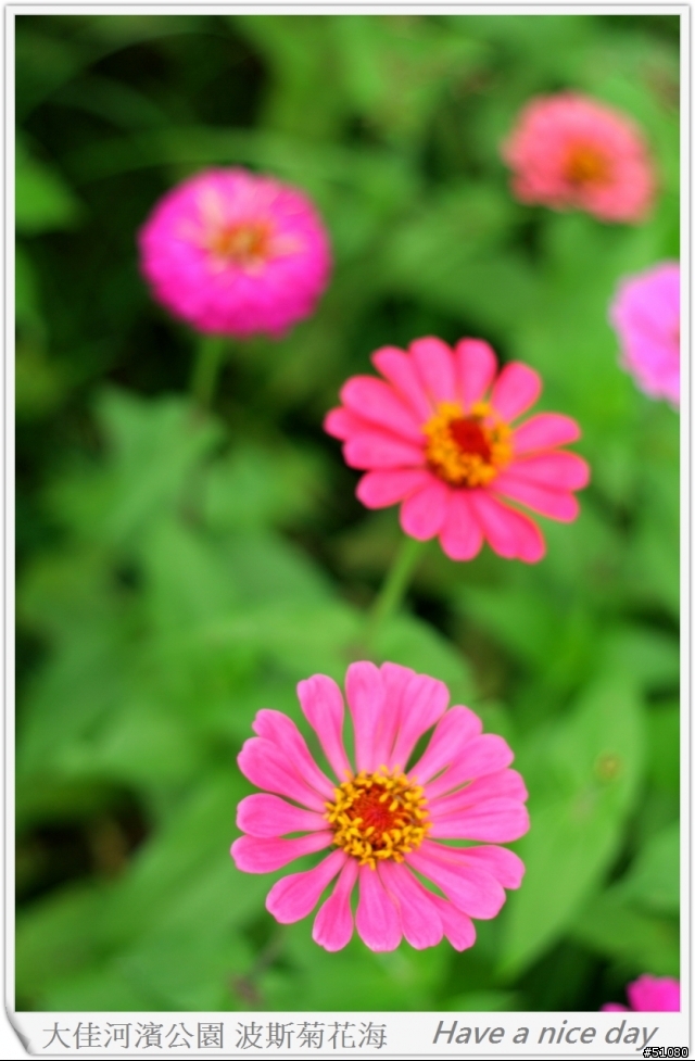 (Canon 350D) 大佳河濱公園的波斯菊花海