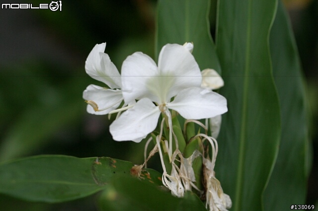 Canon EOS CMOS故障