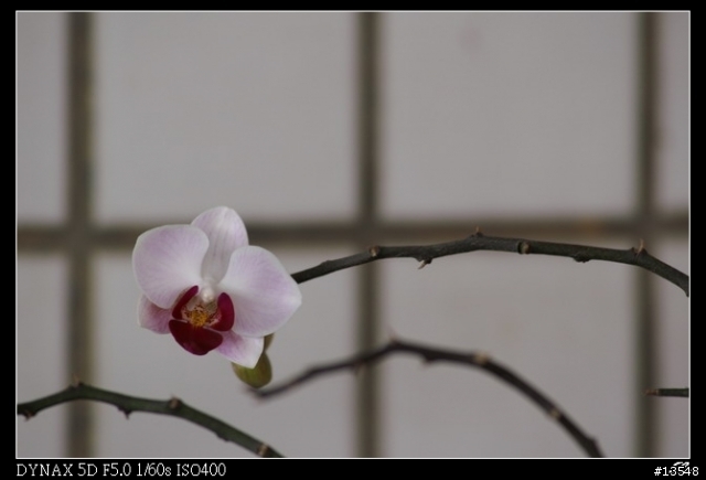 [分享]Minolta 當家白鏡前代目 80-200mm APO F2.8G