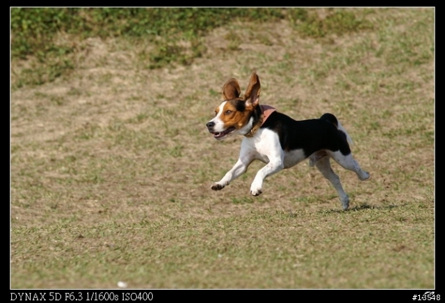 [分享]Minolta 當家白鏡前代目 80-200mm APO F2.8G