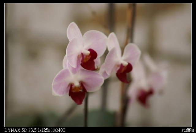 [分享]Minolta 當家白鏡前代目 80-200mm APO F2.8G