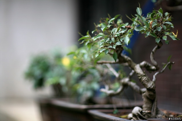 [分享]我中了一顆 Canon 85mm 1.2L