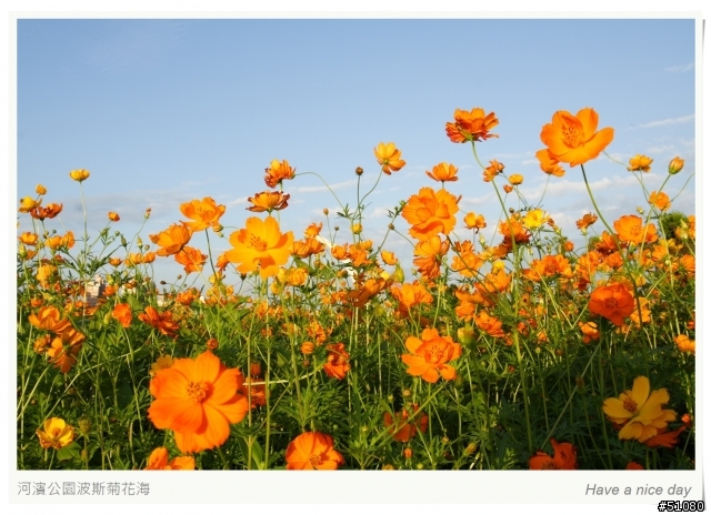 (Canon 350D) 大佳河濱公園的波斯菊花海