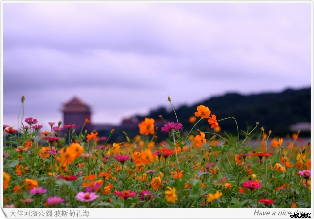 (Canon 350D) 大佳河濱公園的波斯菊花海
