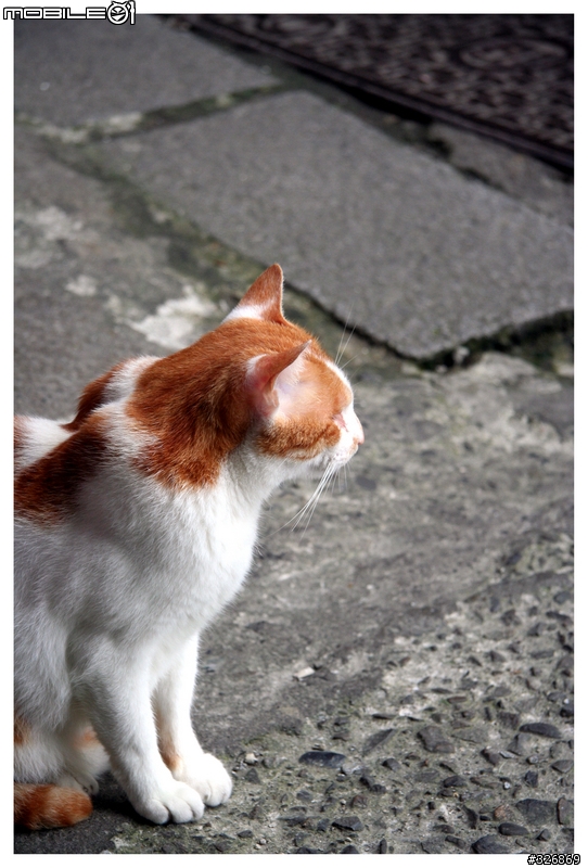 【分享】傳說中的倚天劍→Canon EF-S 17-85mm F4-5.6 IS U 。