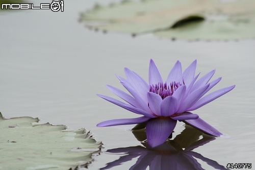 [350D] 桃園 新屋花海