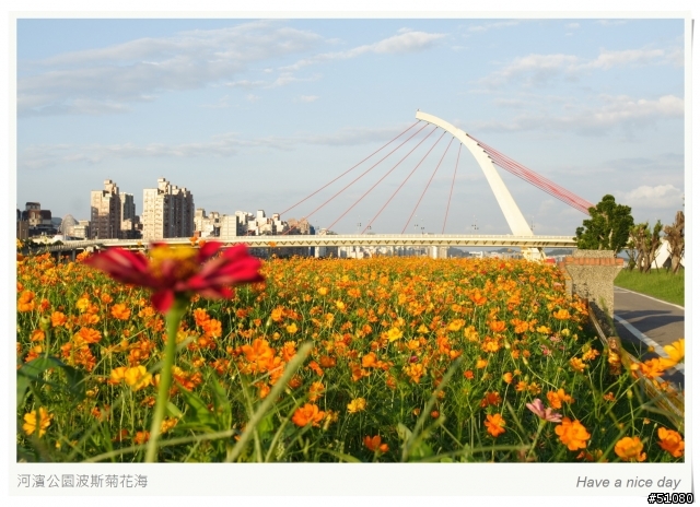 (Canon 350D) 大佳河濱公園的波斯菊花海