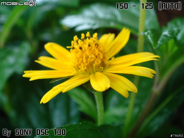 [分享] 敗了 SONY DSC T30 (更新第五次, 算是第五次吧, 主要是加了圖)