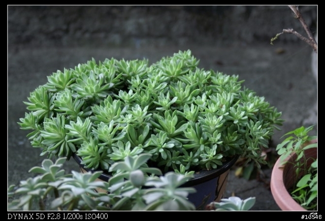 [分享]Minolta 當家白鏡前代目 80-200mm APO F2.8G