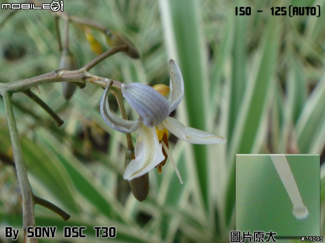 [分享] 敗了 SONY DSC T30 (更新第五次, 算是第五次吧, 主要是加了圖)